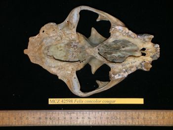 Media type: image;   Mammalogy 42598